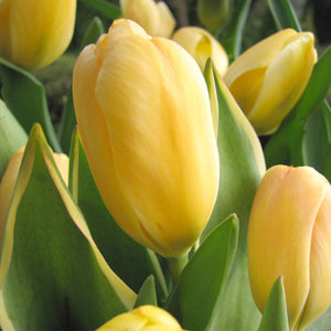 Jaap Groot Darwin Hybrid Tulip