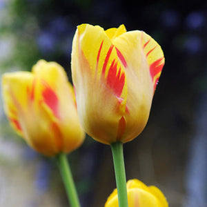 Olympic Flame Darwin Hybrid Tulip