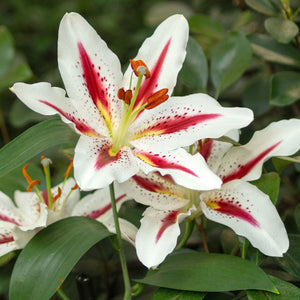 Big Smile Oriental Lily