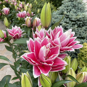 Roselily Samantha Double Oriental Lily