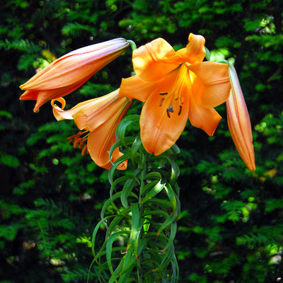 Trumpet Lilies