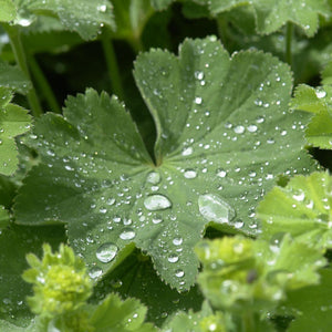 Alchemilla mollis