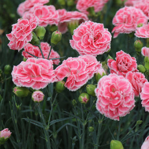 Dianthus Scent First 'Coral Reef'