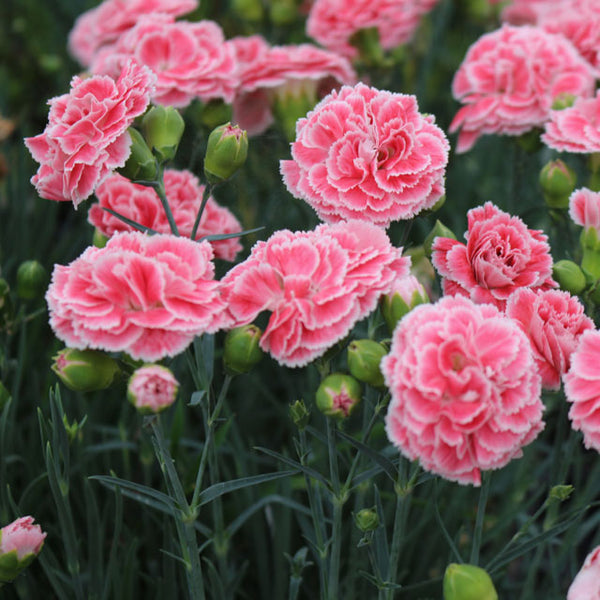 Dianthus Scent First 'Coral Reef' - Botanus