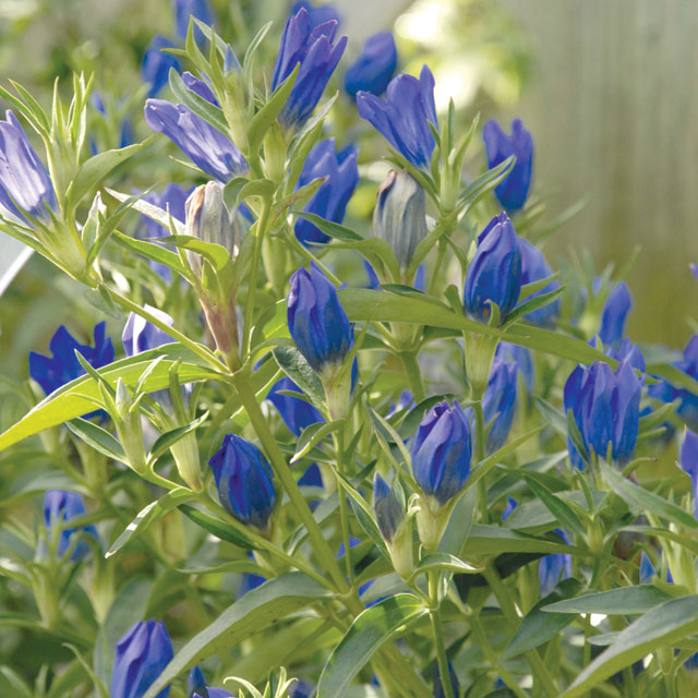 Gentiana 'True Blue' - Botanus