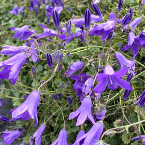 Campanula 'Birch Hybrid'