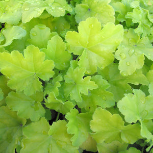 Heuchera 'Lime Rickey'