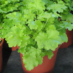 Heuchera 'Lime Rickey'