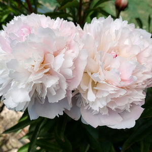 Paeonia 'Alertie'