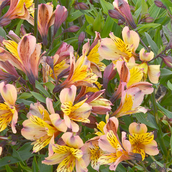 Alstroemeria 'Nicholas' - Botanus