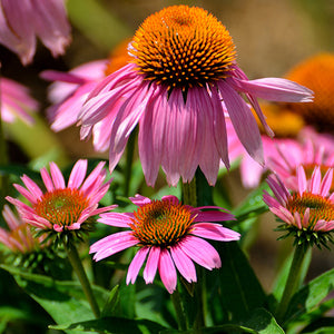 Echinacea purpurea 'Prairie Splendour Compact'