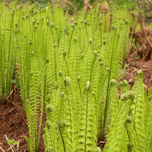 Matteuccia struthiopteris