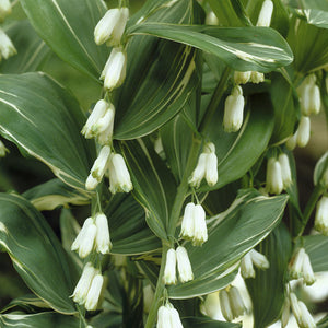 Polygonatum odoratum 'Variegatum'