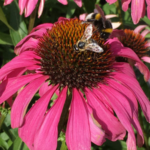 Echinacea purpurea 'PowWow Wild Berry'