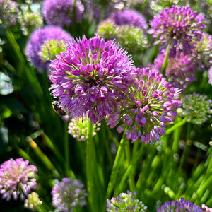 Allium 'Little Sapphire'