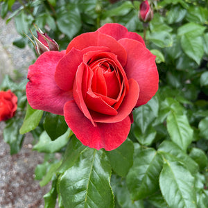 Hot Cocoa Weeks Floribunda Rose