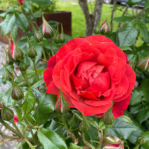 Hot Cocoa Weeks Floribunda Rose