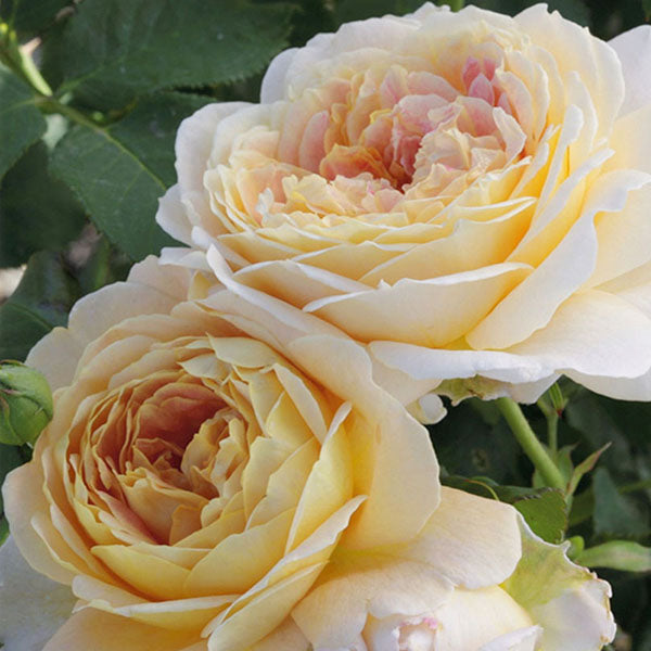 Fun In The Sun Weeks Grandiflora Rose - Botanus