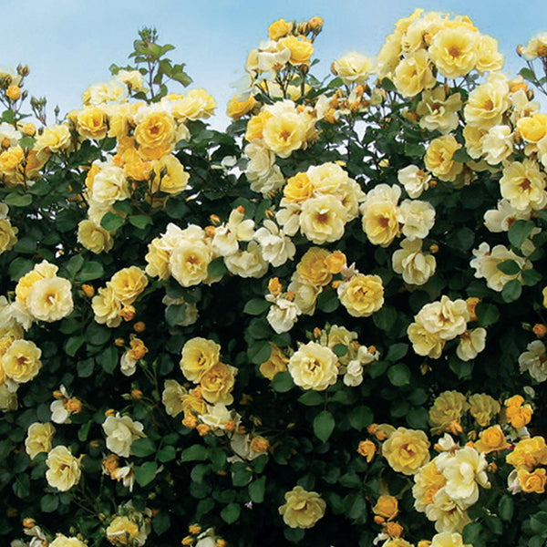 Sky's The Limit Weeks Climbing Rose - Botanus