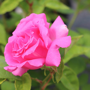 Zephirine Drouhin Weeks Climbing Rose