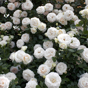 White Meidiland Weeks Groundcover Rose