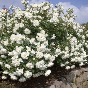 White Meidiland Weeks Groundcover Rose