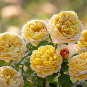 Charles Darwin David Austin English Rose