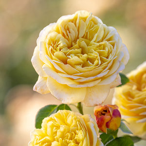 Charles Darwin David Austin English Rose