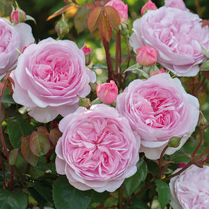 Olivia Rose Austin David Austin Rose