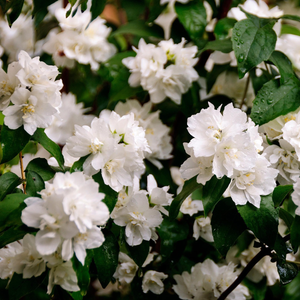 Philadelphus 'Snowbelle'