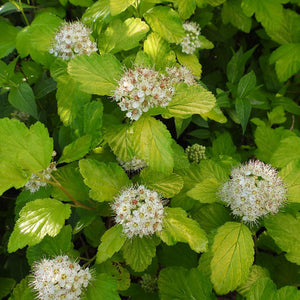 Physocarpus opulifolius 'Dart's Gold'