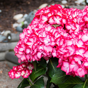 Hydrangea macrophylla 'Kimono'