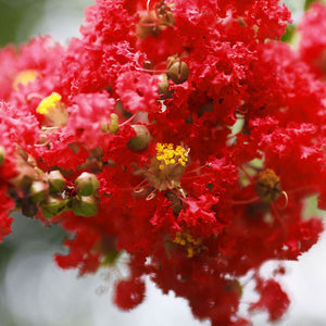 Lagerstroemia 'Princess Holly Ann'