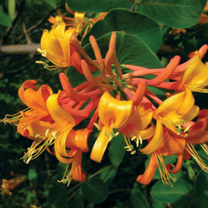 Lonicera x 'Mandarin'