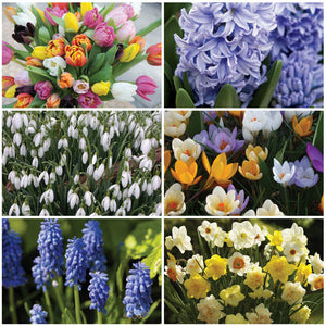 Spring Jump Start Collection