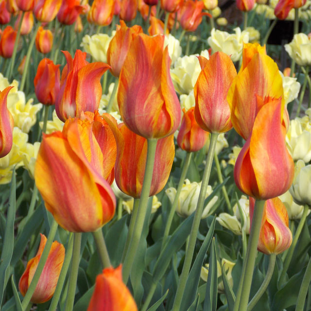 El Nino Giant Beauty Tulip - Botanus
