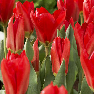 Red Emperor Fosteriana Tulip
