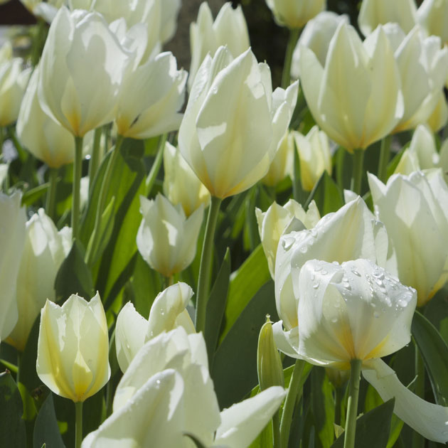 White Emperor Fosteriana Tulip - Botanus