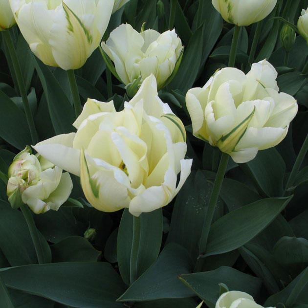 Exotic Emperor Fosteriana Tulip - Botanus