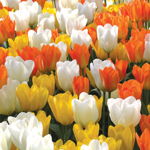 Rising Sun Creative Combination