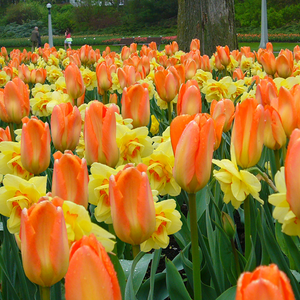 Tropical Getaway Creative Combination