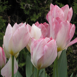 Flaming Purissima Fosteriana Tulip