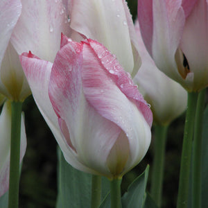 Flaming Purissima Fosteriana Tulip