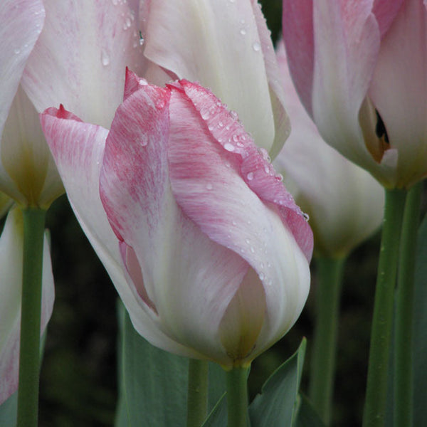 Flaming Purissima Fosteriana Tulip - Botanus