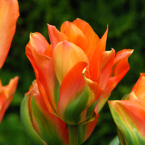 Disneyland Paris Fosteriana Tulip