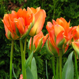 Disneyland Paris Fosteriana Tulip