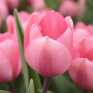 Sweet Sixteen Fosteriana Tulip 