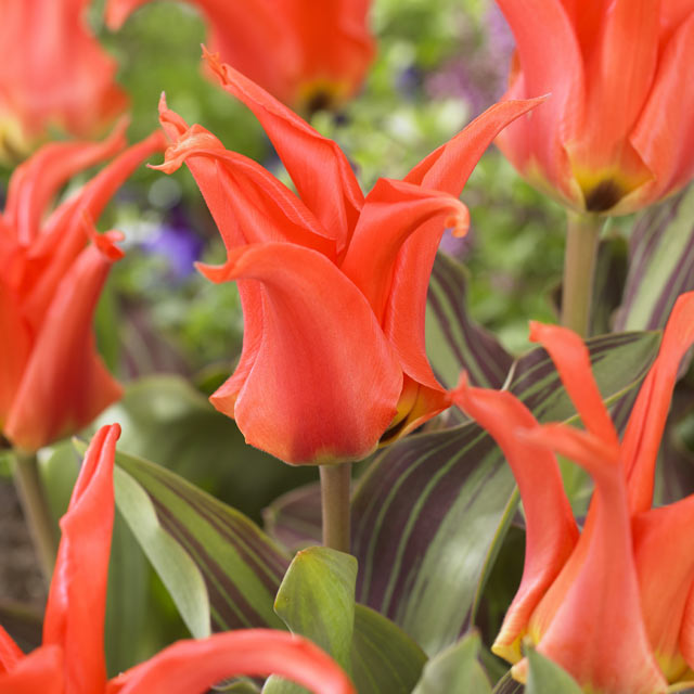 Rigas Barikades Fosteriana Tulip - Botanus