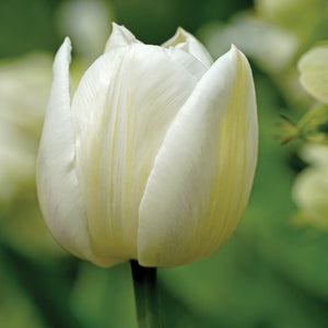 Mount Tacoma Double Late Tulip