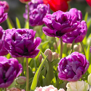 Blue Wow Collector Series Tulip